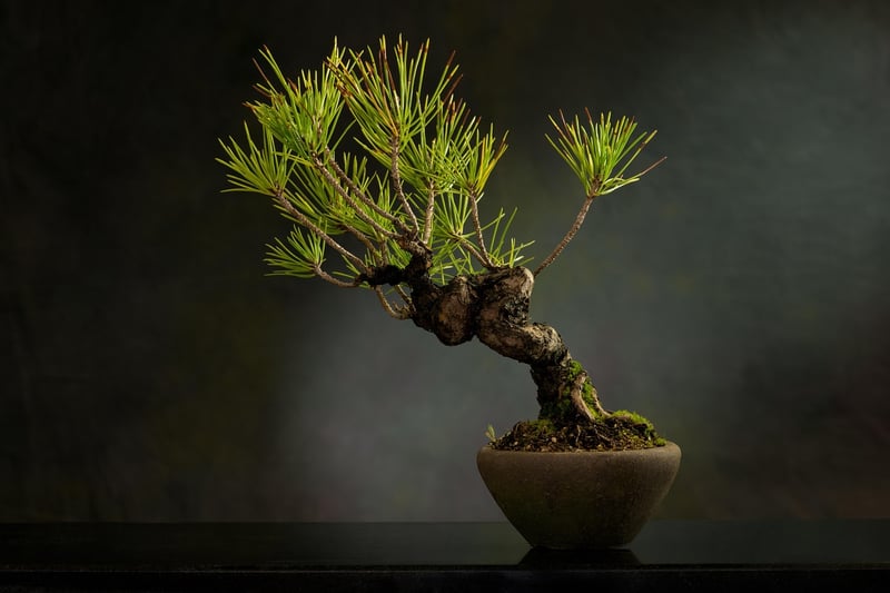 Watering Bonsai Plant